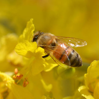 Parkinsonia florida has attractive, showy flowers and their flowers and plants may be visited or used by butterflies, moths, flies, honeybees, native bees and other insects in search of nectar, food or shelter and protection. Parkinsonia florida